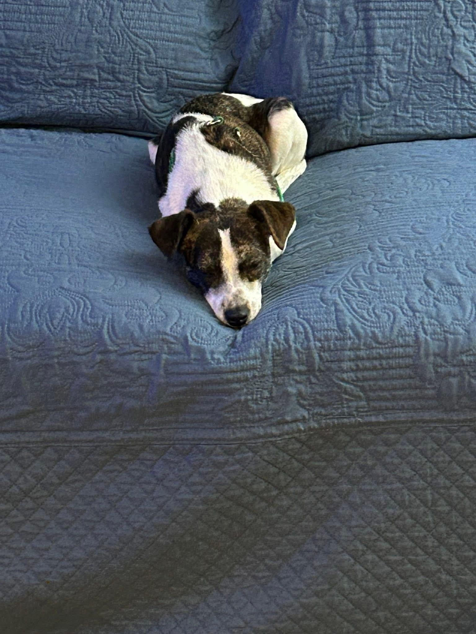 Enlarge Aria, a Adoptable mixed breed in Elkton, MD image 3/6