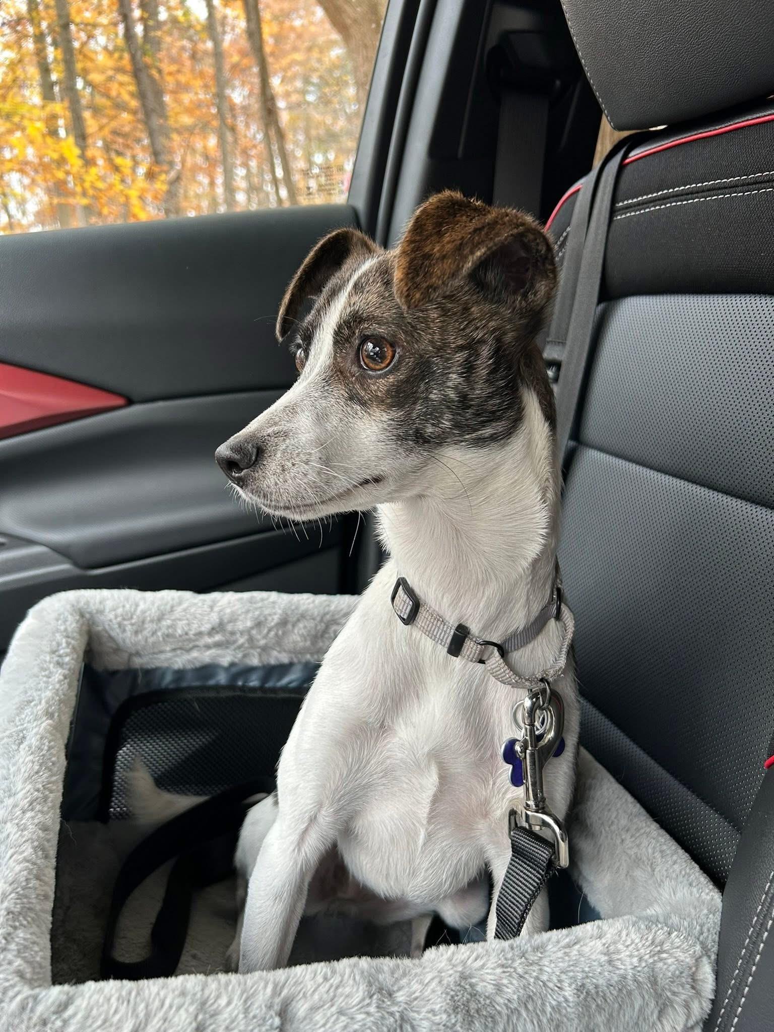 Enlarge Aria, a Adoptable mixed breed in Elkton, MD image 4/6