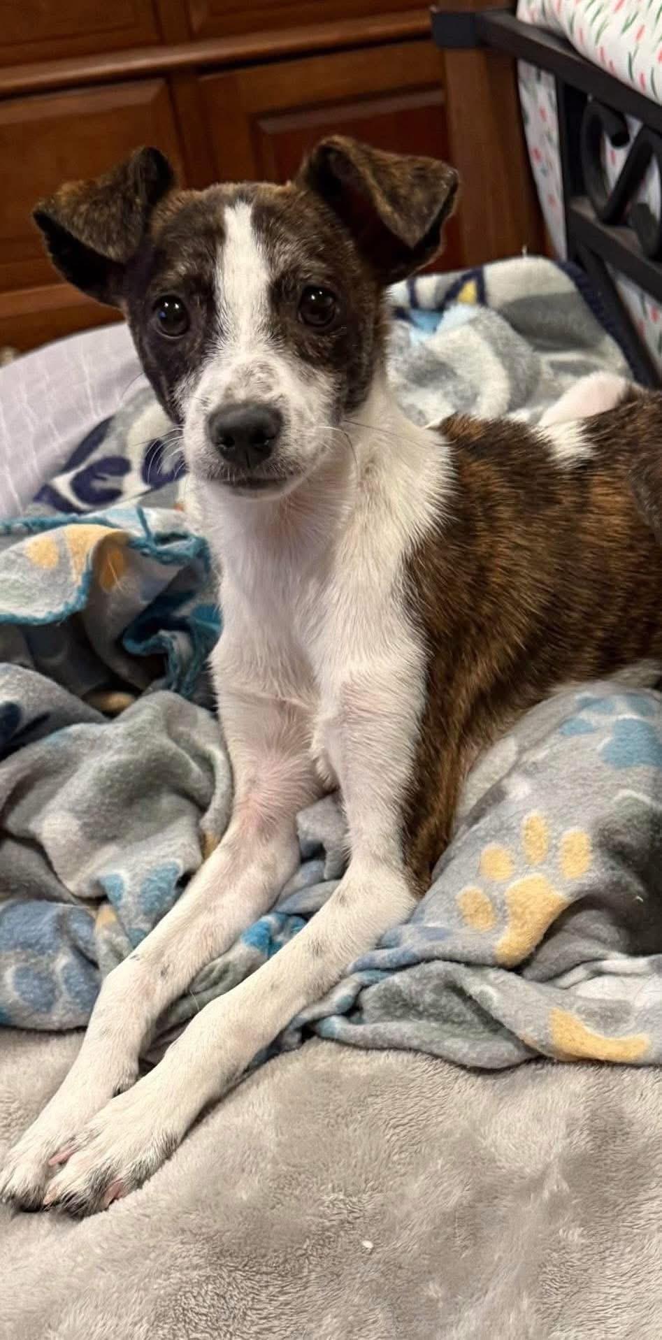 Enlarge Aria, a Adoptable mixed breed in Elkton, MD image 5/6