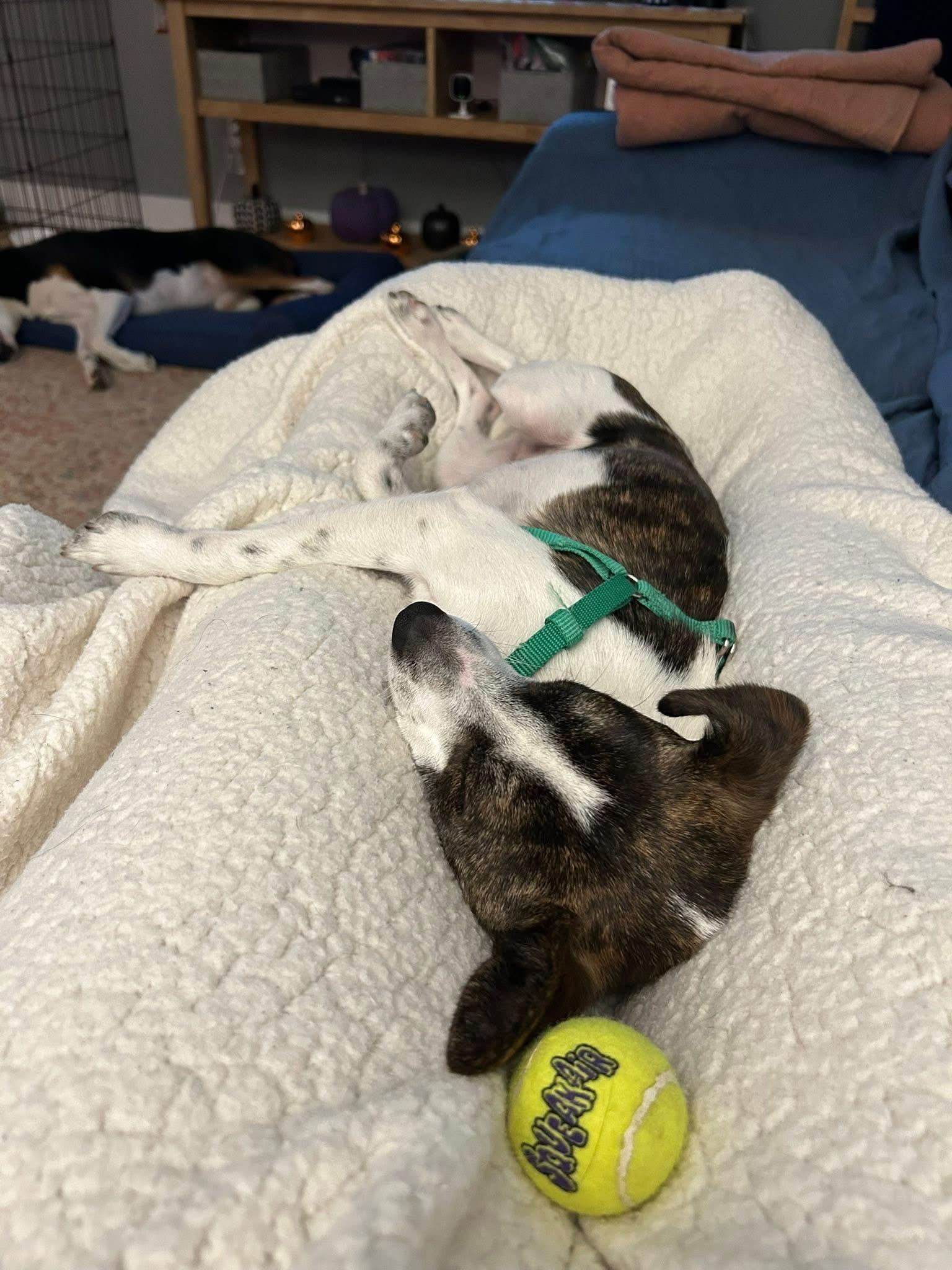 Enlarge Aria, a Adoptable mixed breed in Elkton, MD image 6/6