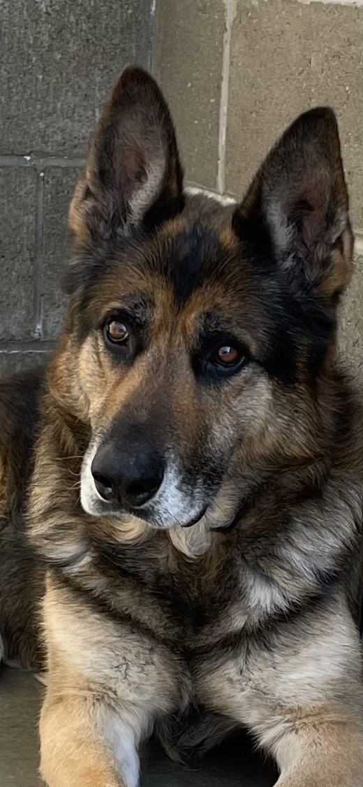 Dog for adoption - Hans, a German Shepherd Dog in Franklin, IN | Petfinder