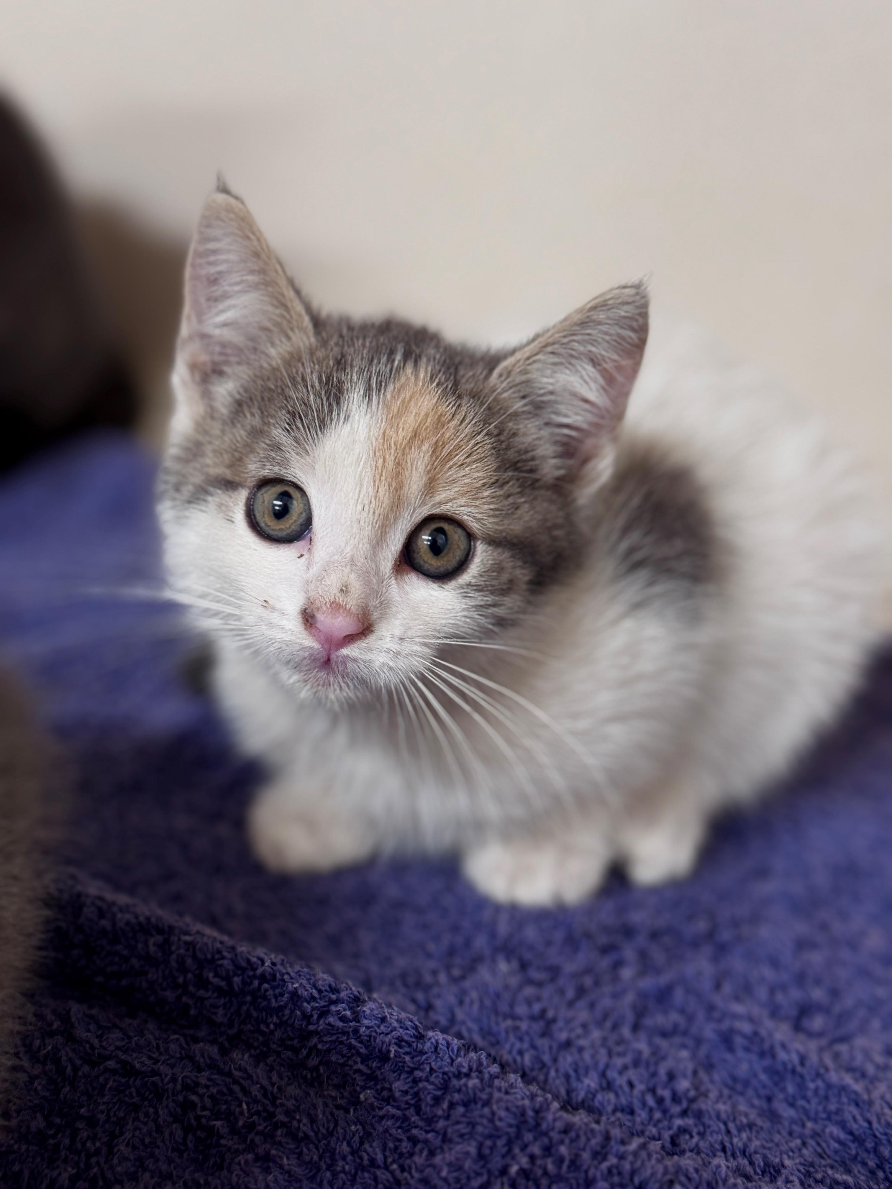 Lobster, ADOPTABLE, Kitten Female Domestic Short Hair.