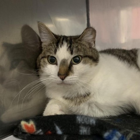 Enlarge Goomba, a Adoptable Domestic Short Hair in Lyndhurst, VA image 1/1