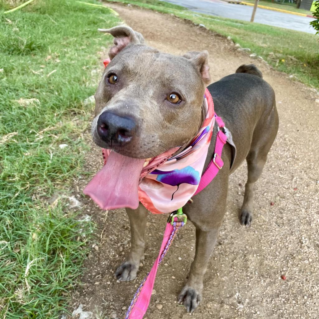 Turtally Awesome — thumbnail 2