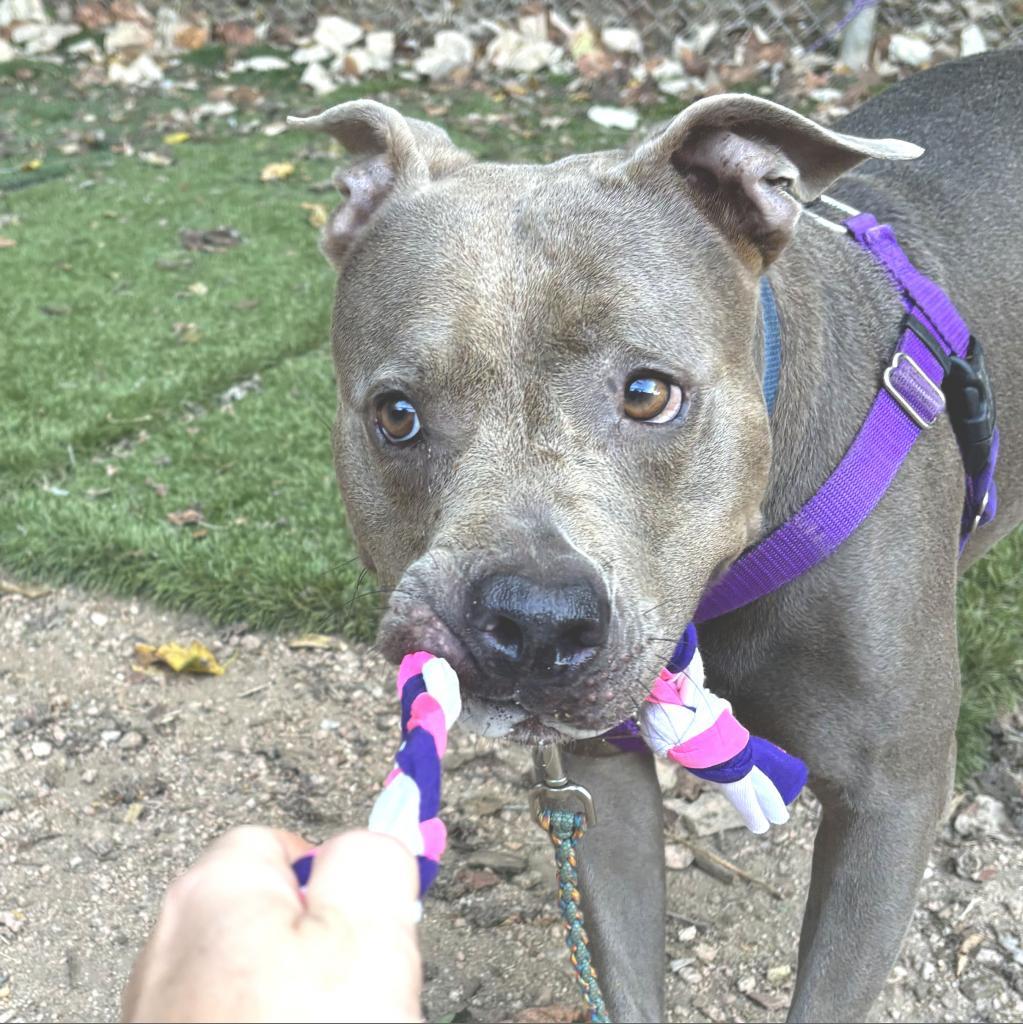 Turtally Awesome — thumbnail 3