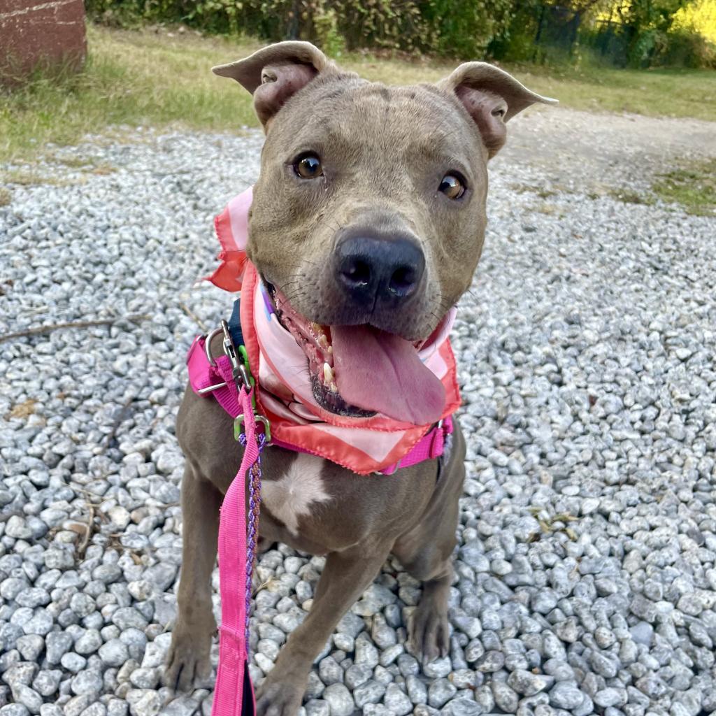 Turtally Awesome — thumbnail 4