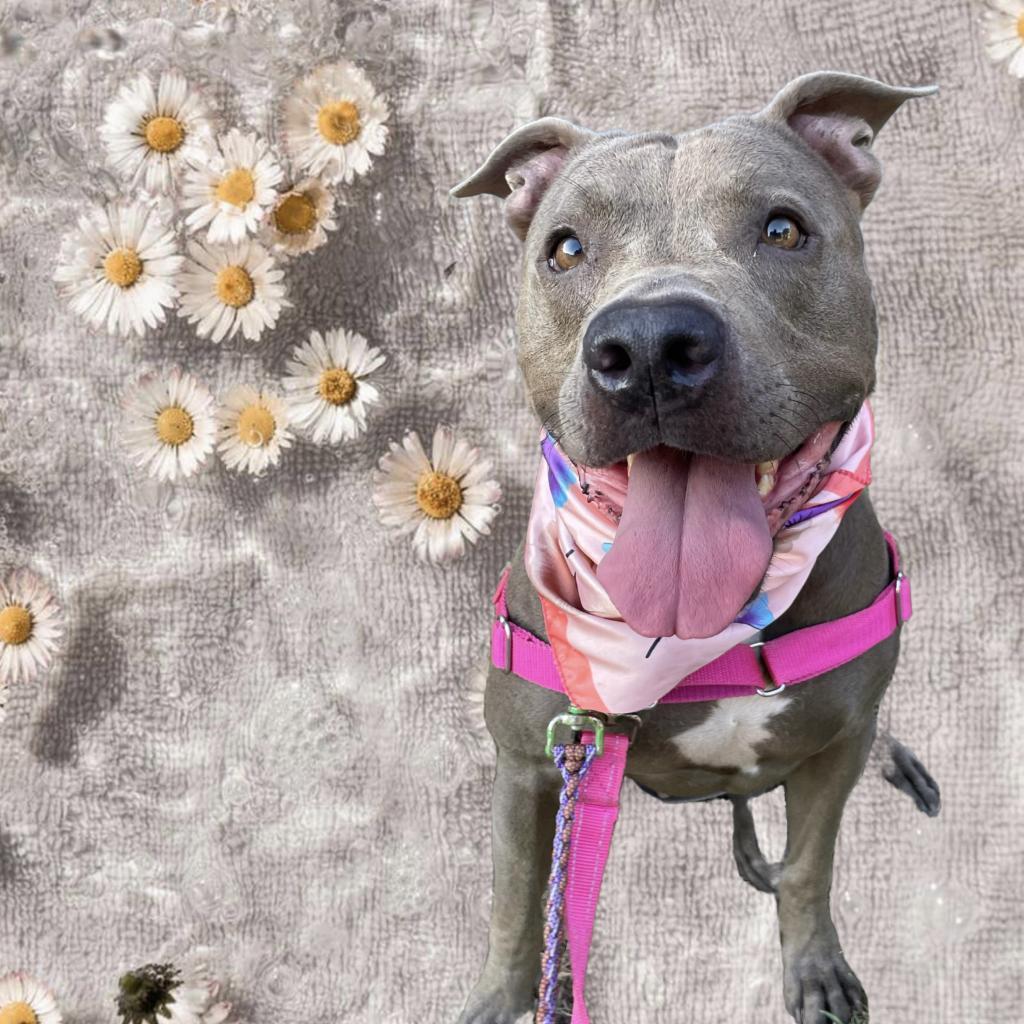 Turtally Awesome — thumbnail 6