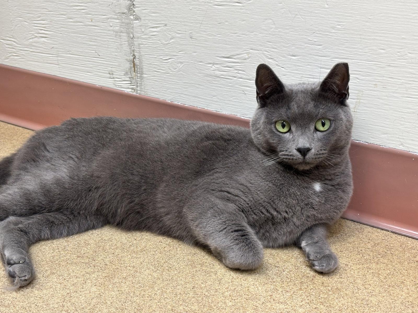 Colt - bonded pair, Adoptable, Adult Male Domestic Short Hair.