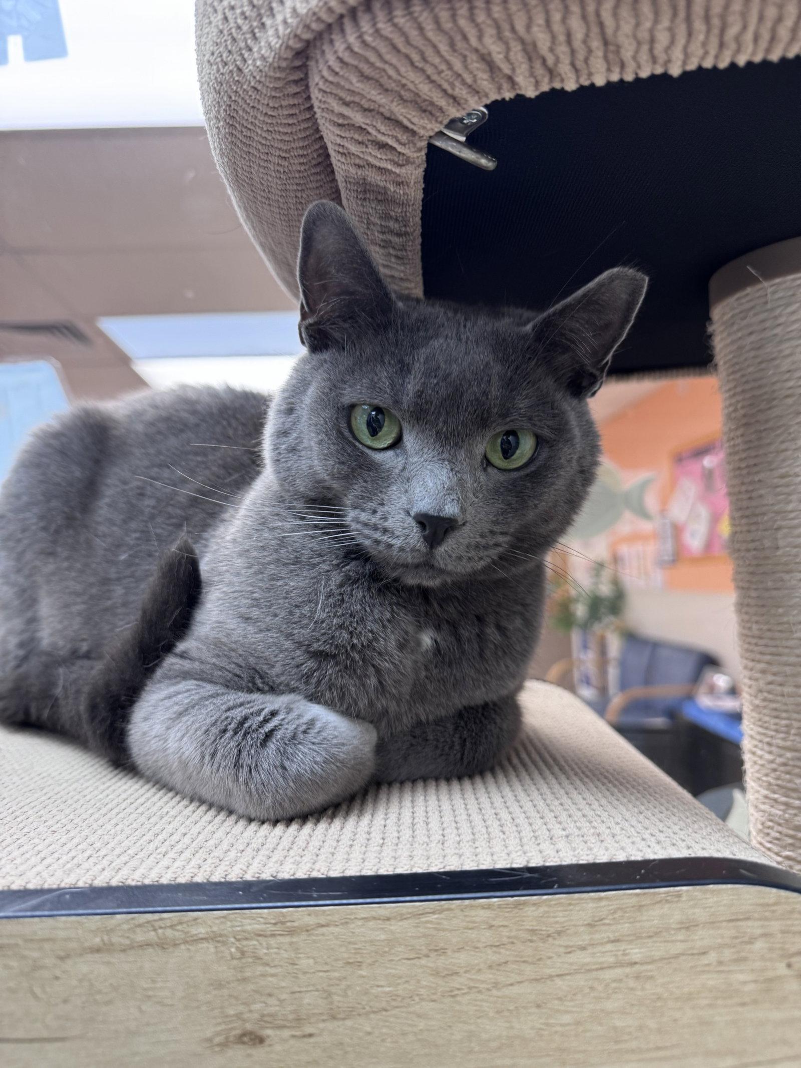Enlarge Colt - *Bonded Pair*, a Adoptable Domestic Short Hair in Brick, NJ image 2/2