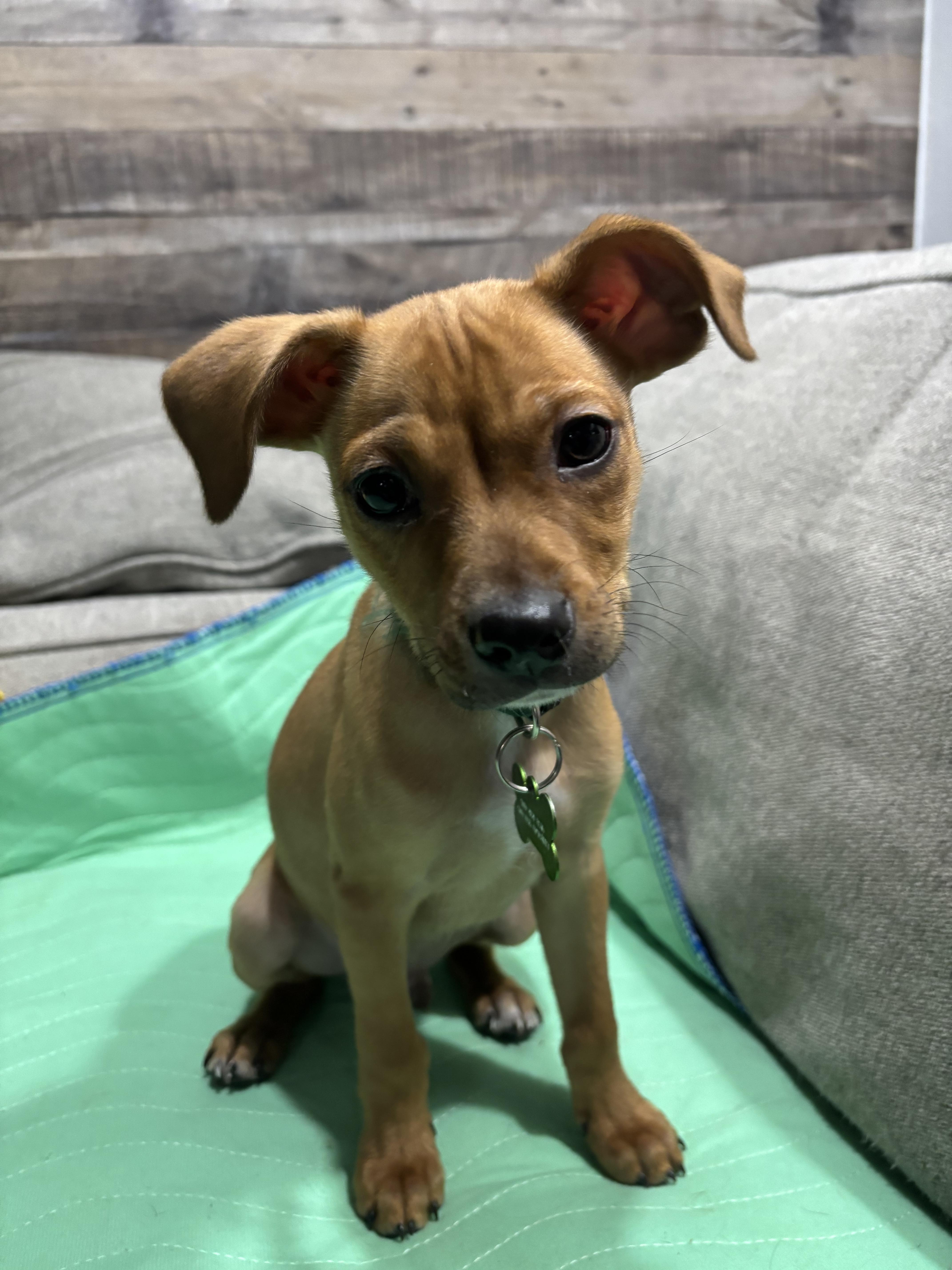 Enlarge Templeton, a Adoptable mixed breed in Fort Collins, CO image 1/2