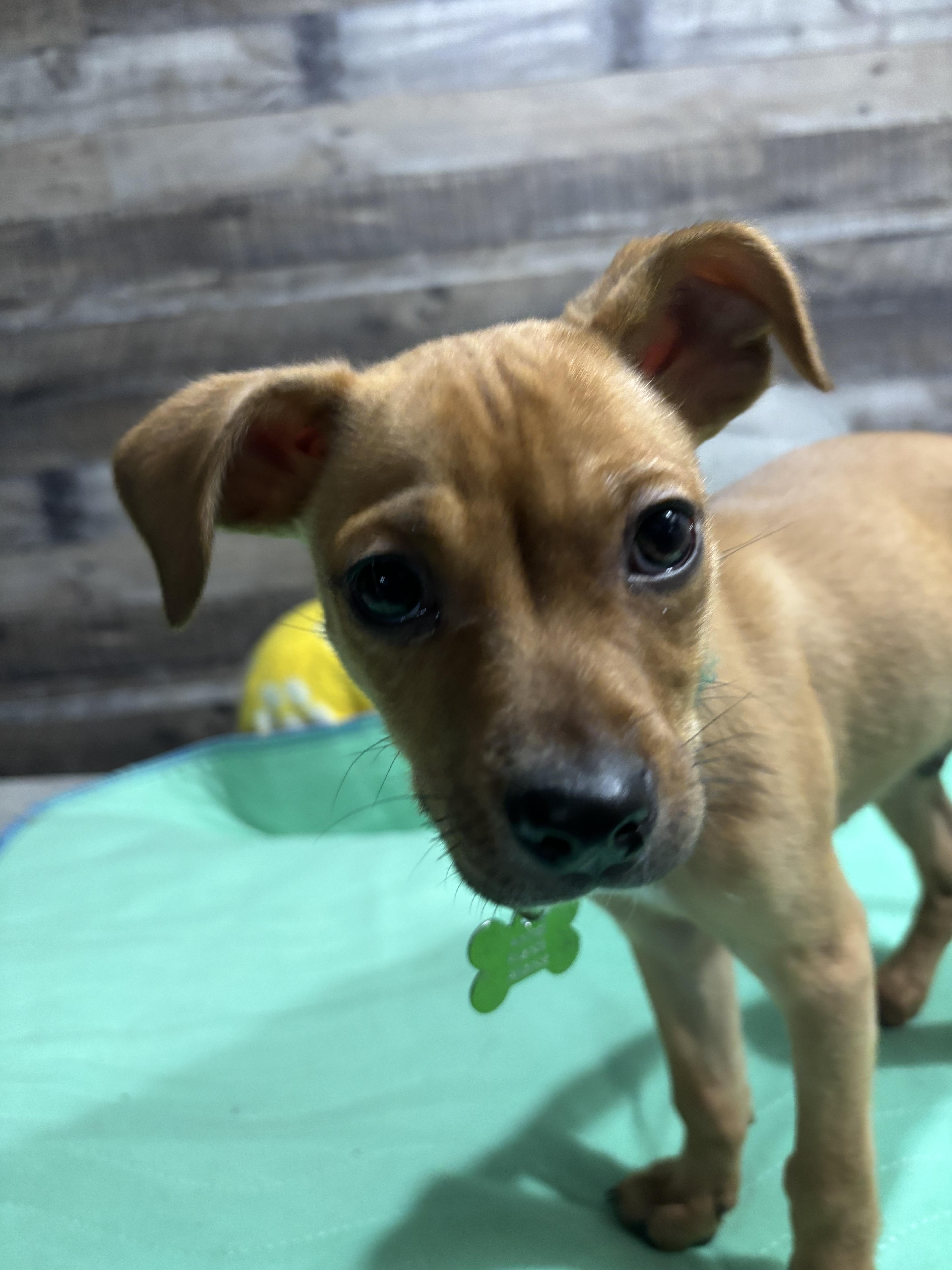 Enlarge Templeton, a Adoptable mixed breed in Fort Collins, CO image 2/2