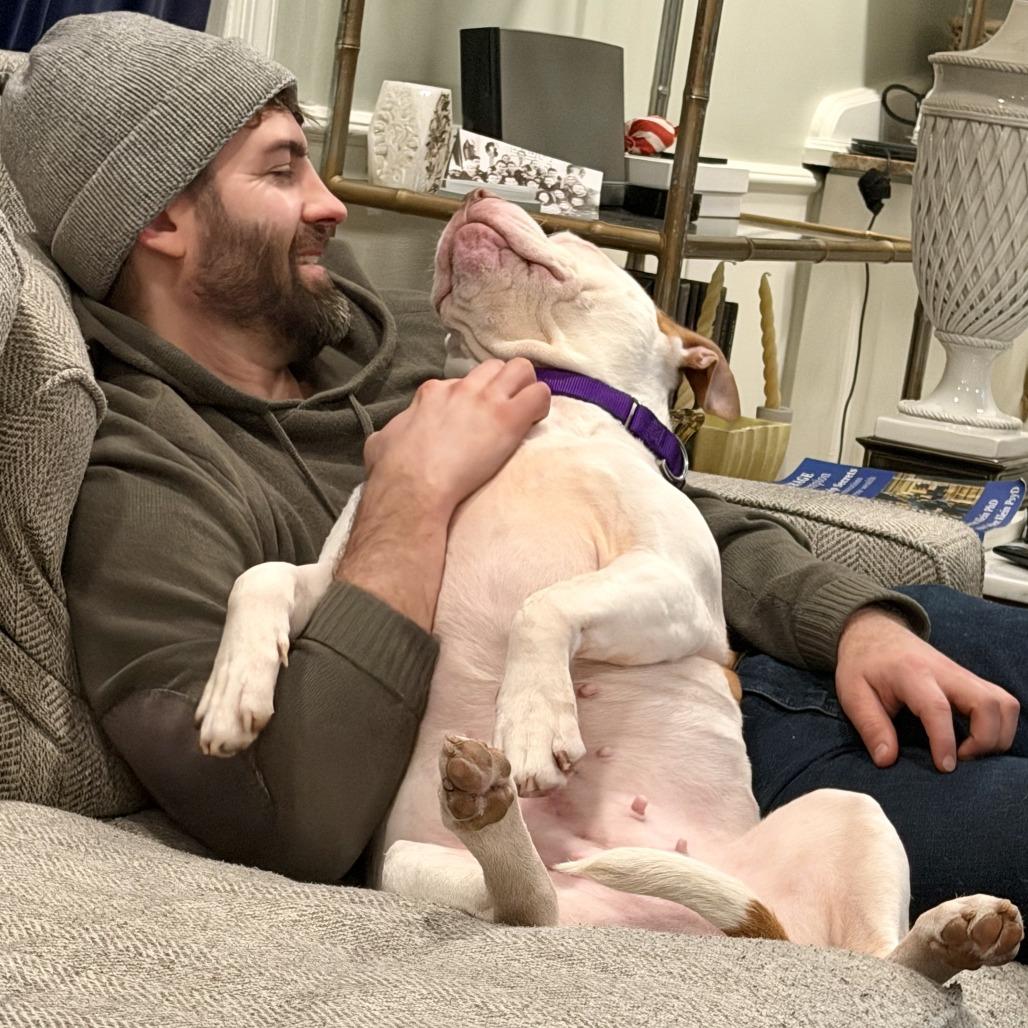 Ashlee Simpson, Adoptable, Adult Female Mixed Breed.