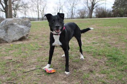 Beate, Adoptable, Senior Female Mixed Breed & Mixed Breed.