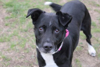 Enlarge Beate, a Adoptable mixed breed in Kansas City, MO image 2/3