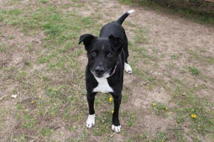 Enlarge Beate, a Adoptable mixed breed in Kansas City, MO image 3/3