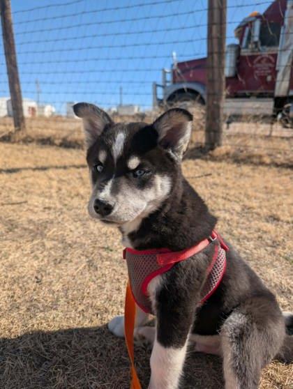 Lieutenant Grumble-Paws, Adoptable, Puppy Male Siberian Husky & Mixed Breed.