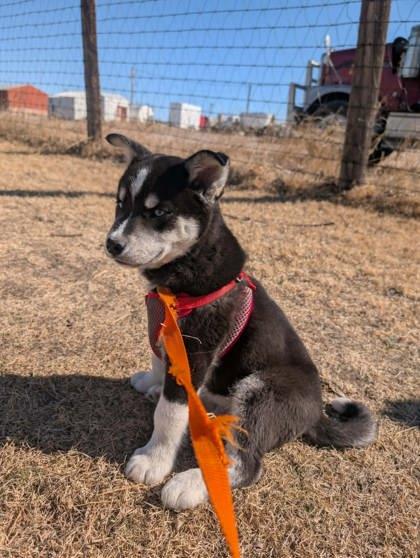 Lieutenant Grumble-Paws, a Adoptable mixed breed in McCook, NE image 1/2