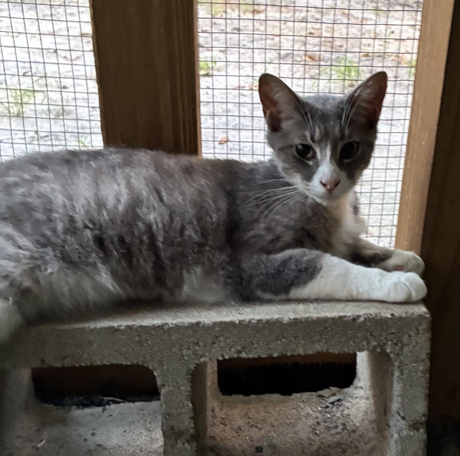 Oliver, Adoptable, Adult Male Domestic Short Hair.