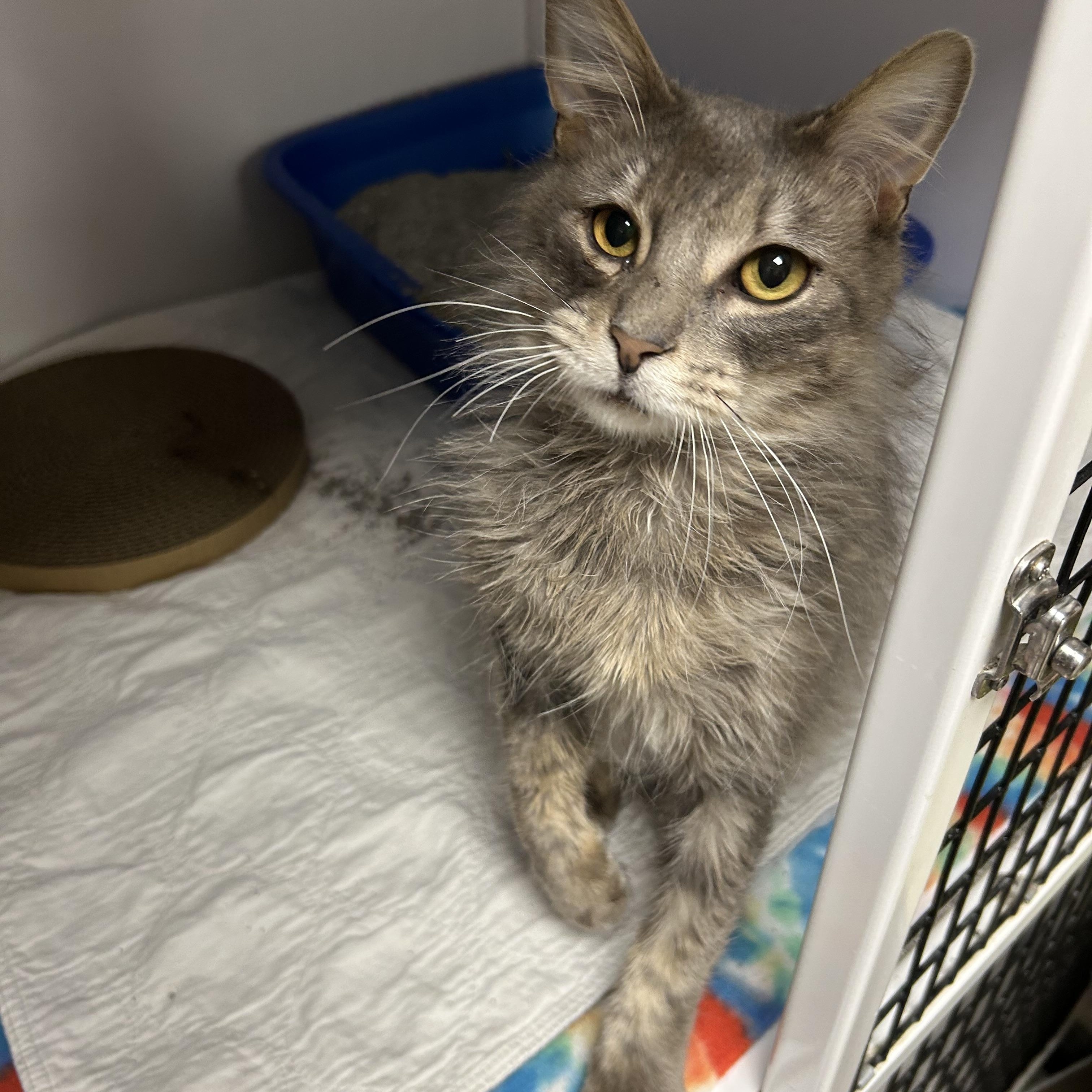 Enlarge Muffin, a ADOPTABLE Domestic Medium Hair in White Oak, PA image 2/3