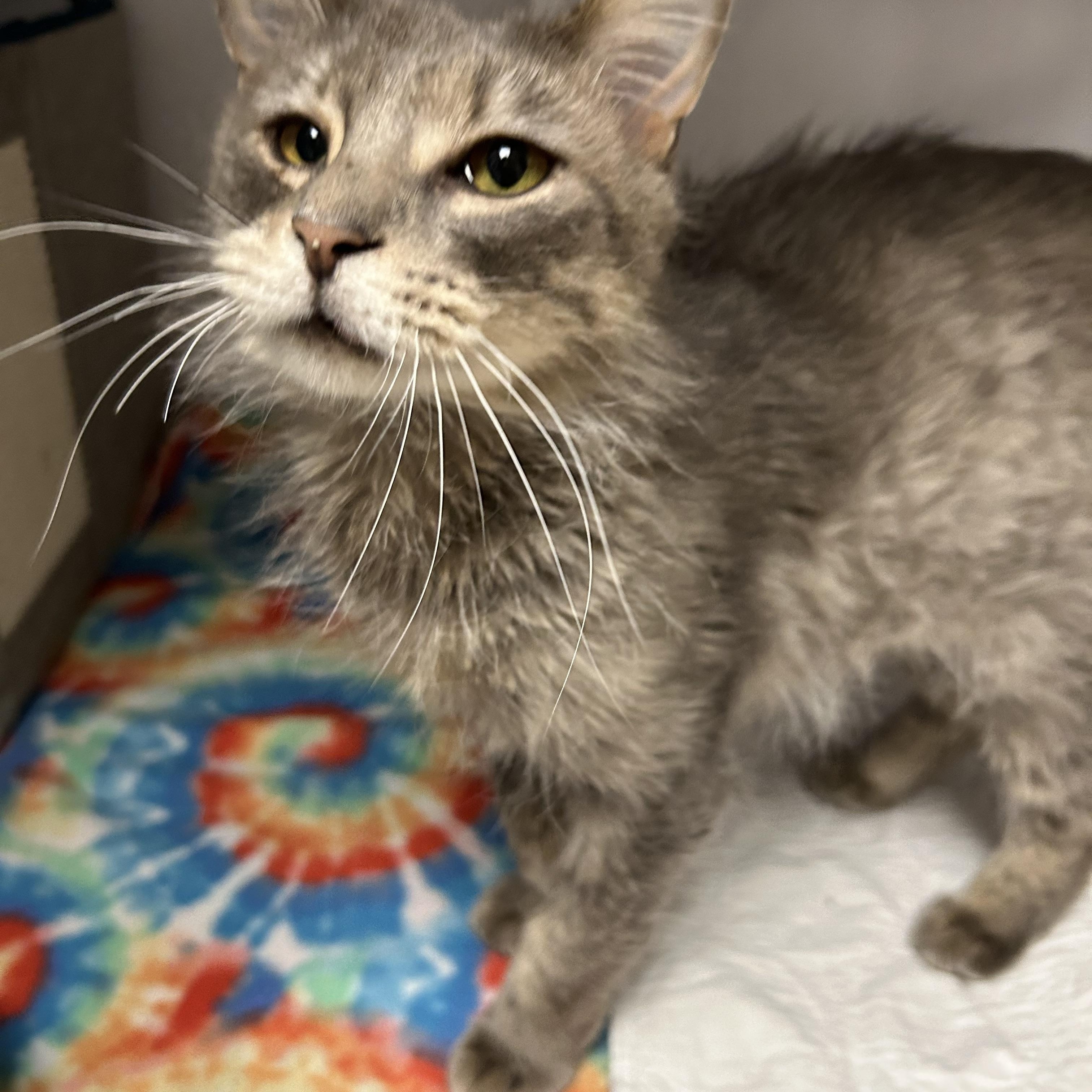 Enlarge Muffin, a ADOPTABLE Domestic Medium Hair in White Oak, PA image 3/3