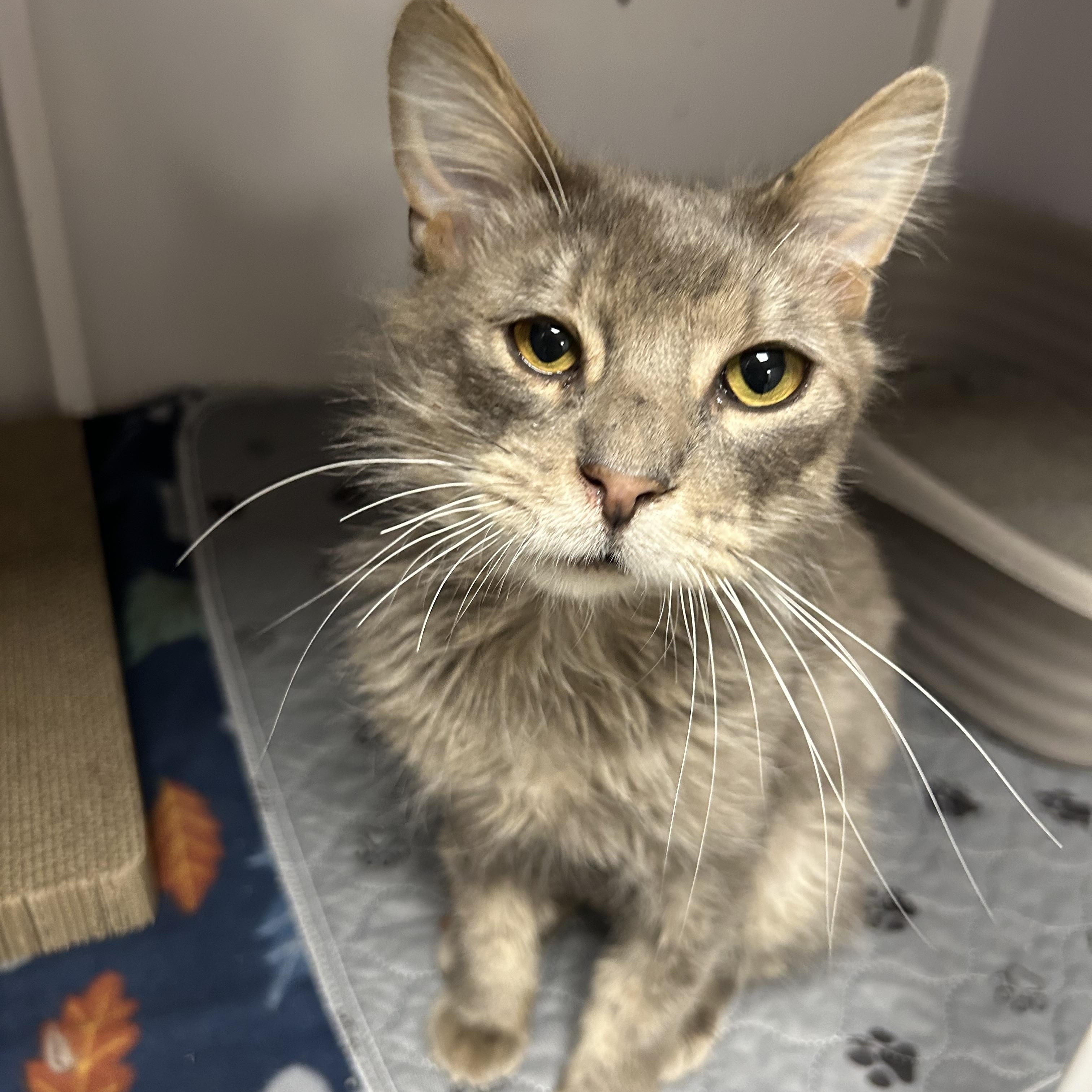 Muffin, ADOPTABLE, Senior Female Domestic Medium Hair.