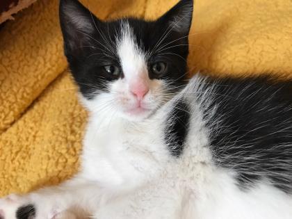 Beau, Adoptable, Kitten Male Domestic Short Hair & Domestic Short Hair.