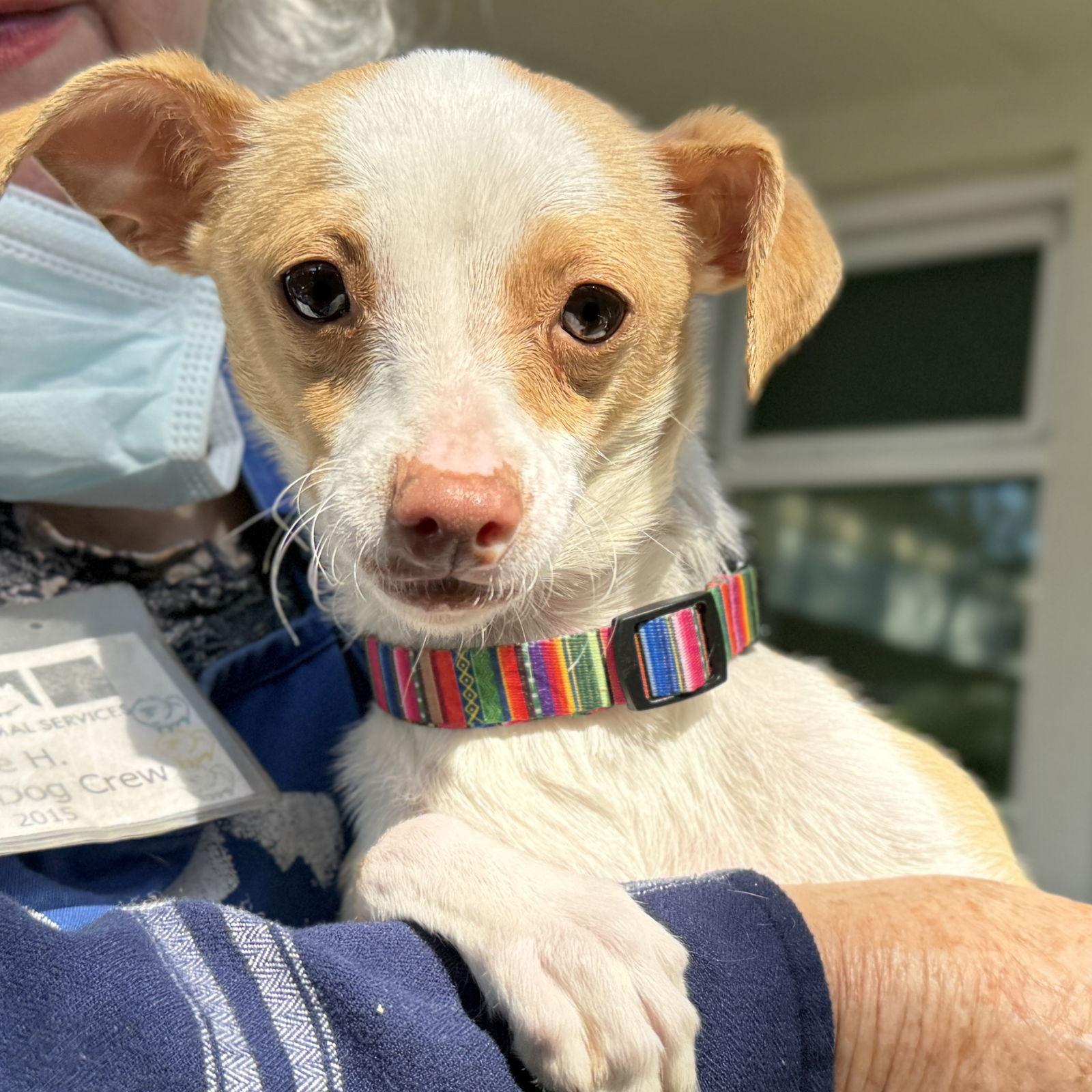 Brittanica, a Adopted Chihuahua in Oakland, CA image 1/3