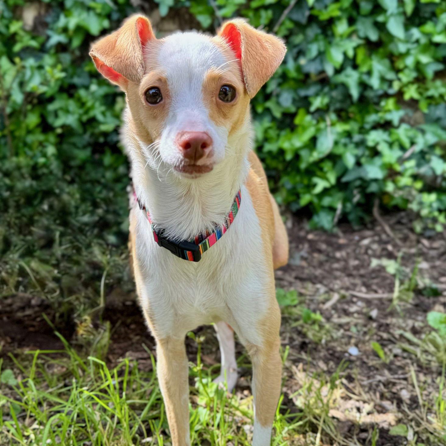 Brittanica, a Adopted Chihuahua in Oakland, CA image 2/3