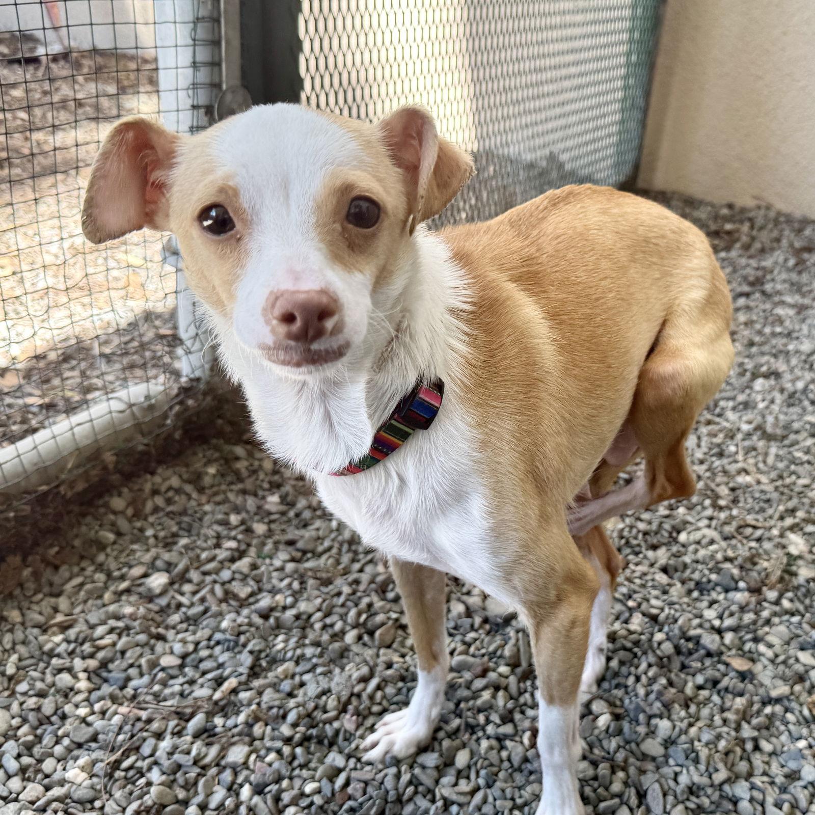 Brittanica, a Adopted Chihuahua in Oakland, CA image 3/3