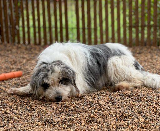 Butterfly, ADOPTABLE, Adult Female Shih Tzu & Mixed Breed.