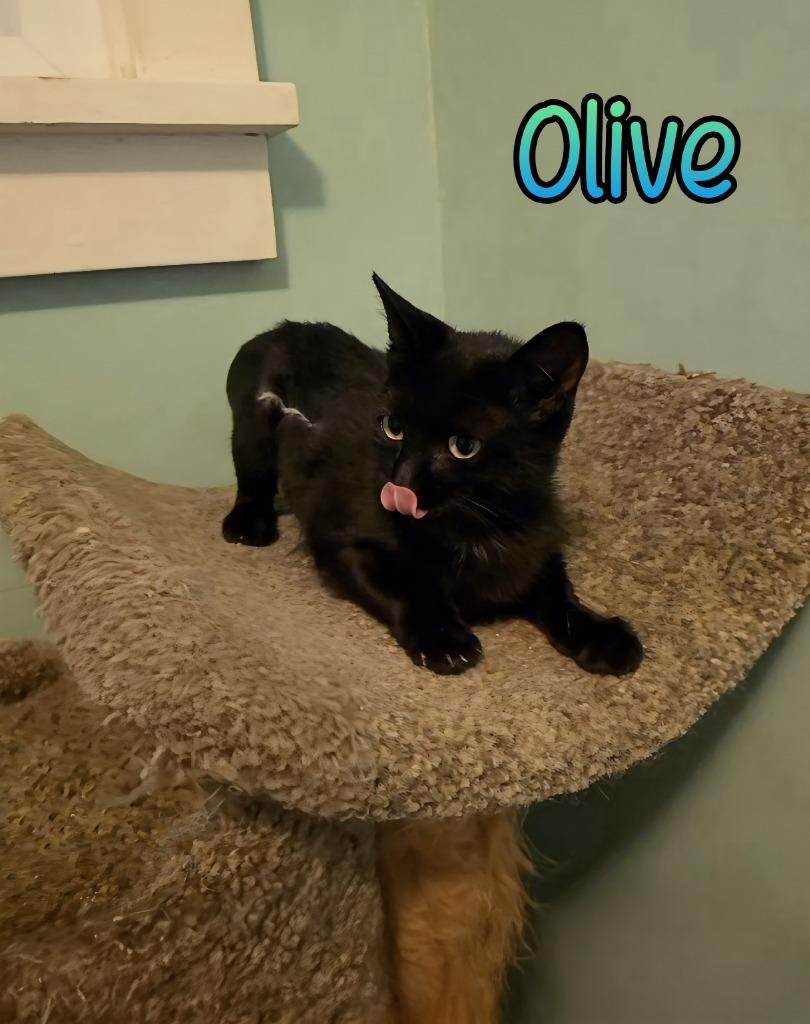 Olive, Adoptable, Young Female Domestic Short Hair.