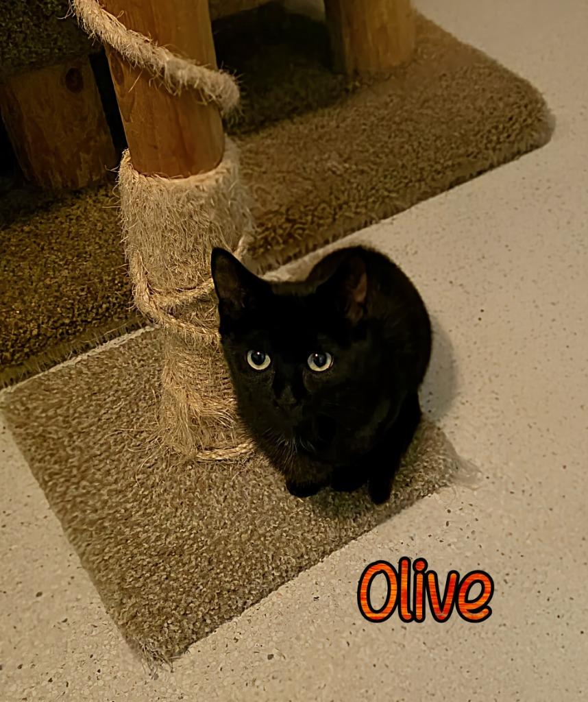 Enlarge Olive, a Adoptable mixed breed in Port Clinton, OH image 2/6
