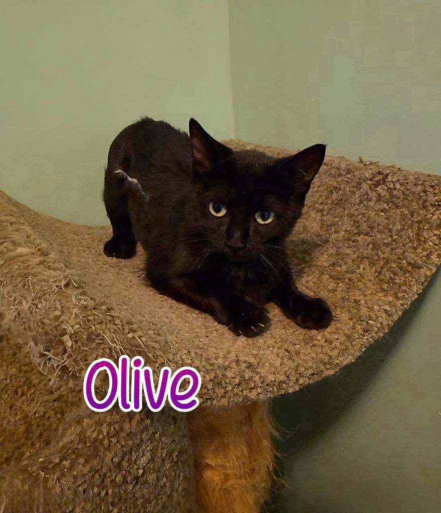Enlarge Olive, a Adoptable mixed breed in Port Clinton, OH image 3/6