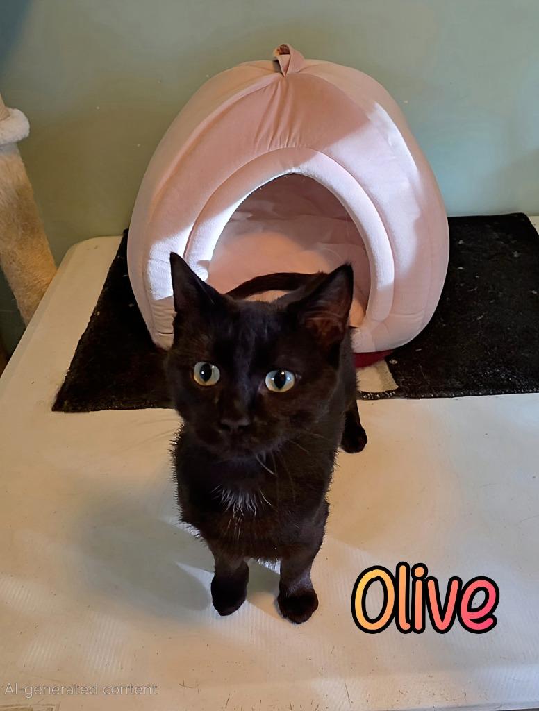 Enlarge Olive, a Adoptable mixed breed in Port Clinton, OH image 4/6