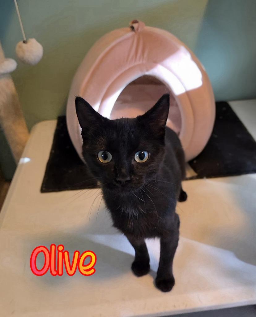 Enlarge Olive, a Adoptable mixed breed in Port Clinton, OH image 5/6
