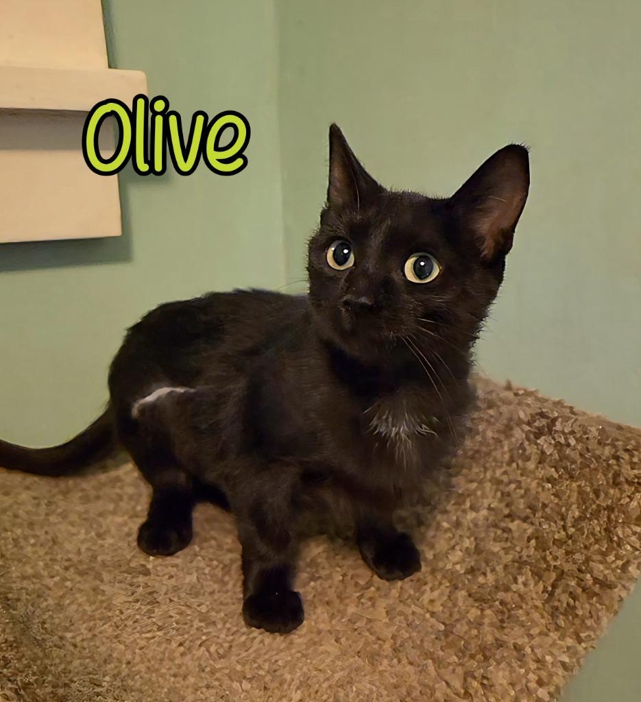 Enlarge Olive, a Adoptable mixed breed in Port Clinton, OH image 6/6