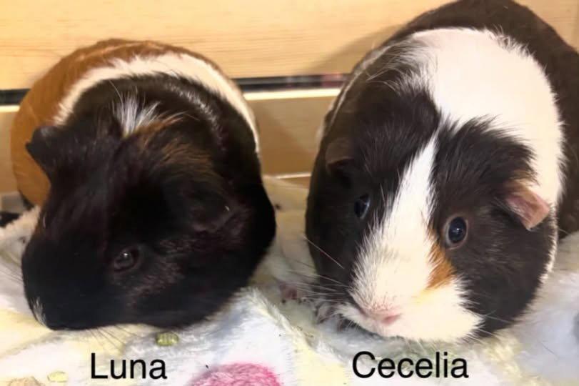 Luna & Cecelia, Adopted, Young Female Guinea Pig.
