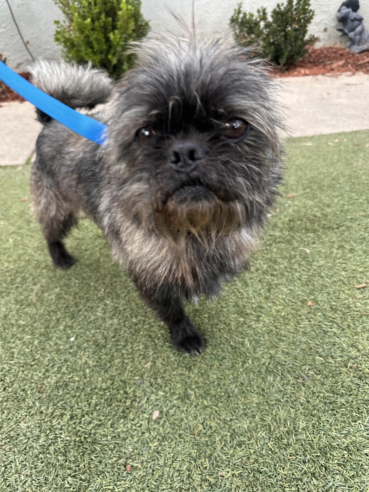 HARRISON , Adoptable, Adult Male Affenpinscher.
