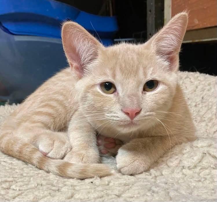 Enlarge Leo, an adopted Domestic Short Hair in West Lafayette, IN image 1/4