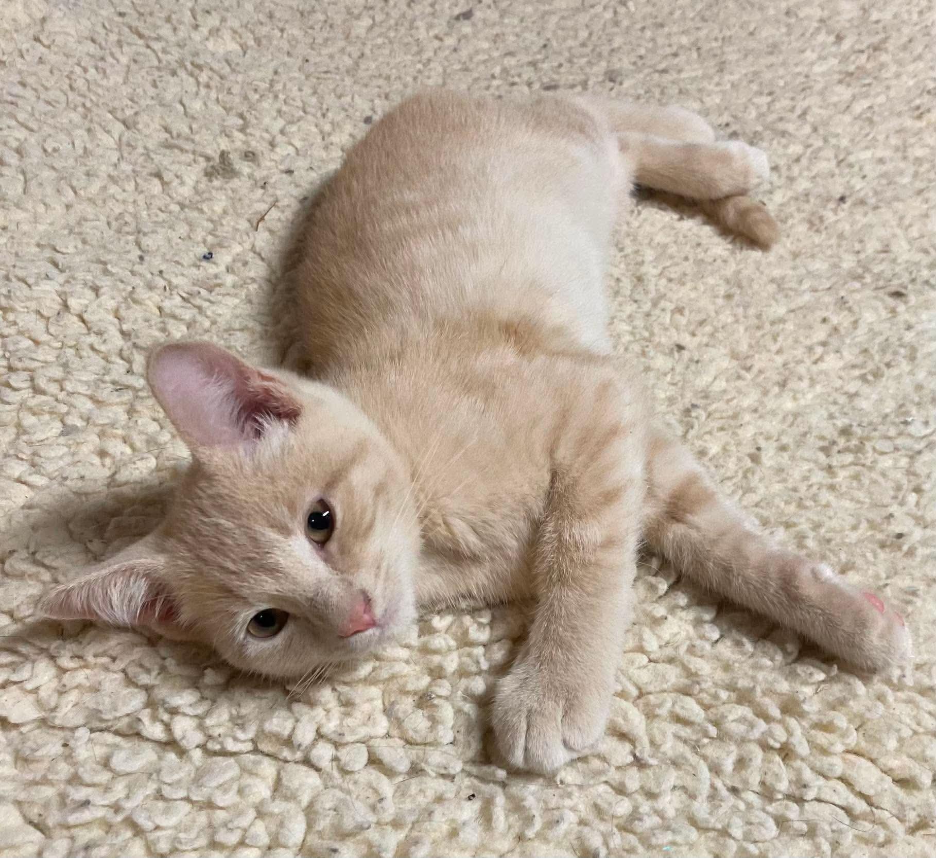 Enlarge Leo, an adopted Domestic Short Hair in West Lafayette, IN image 2/4