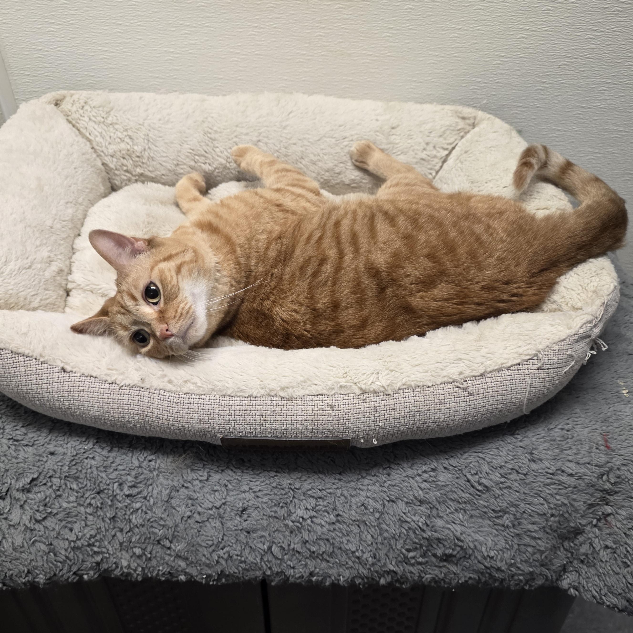 Enlarge Baby, a Adoptable mixed breed in Greensboro, NC image 3/3