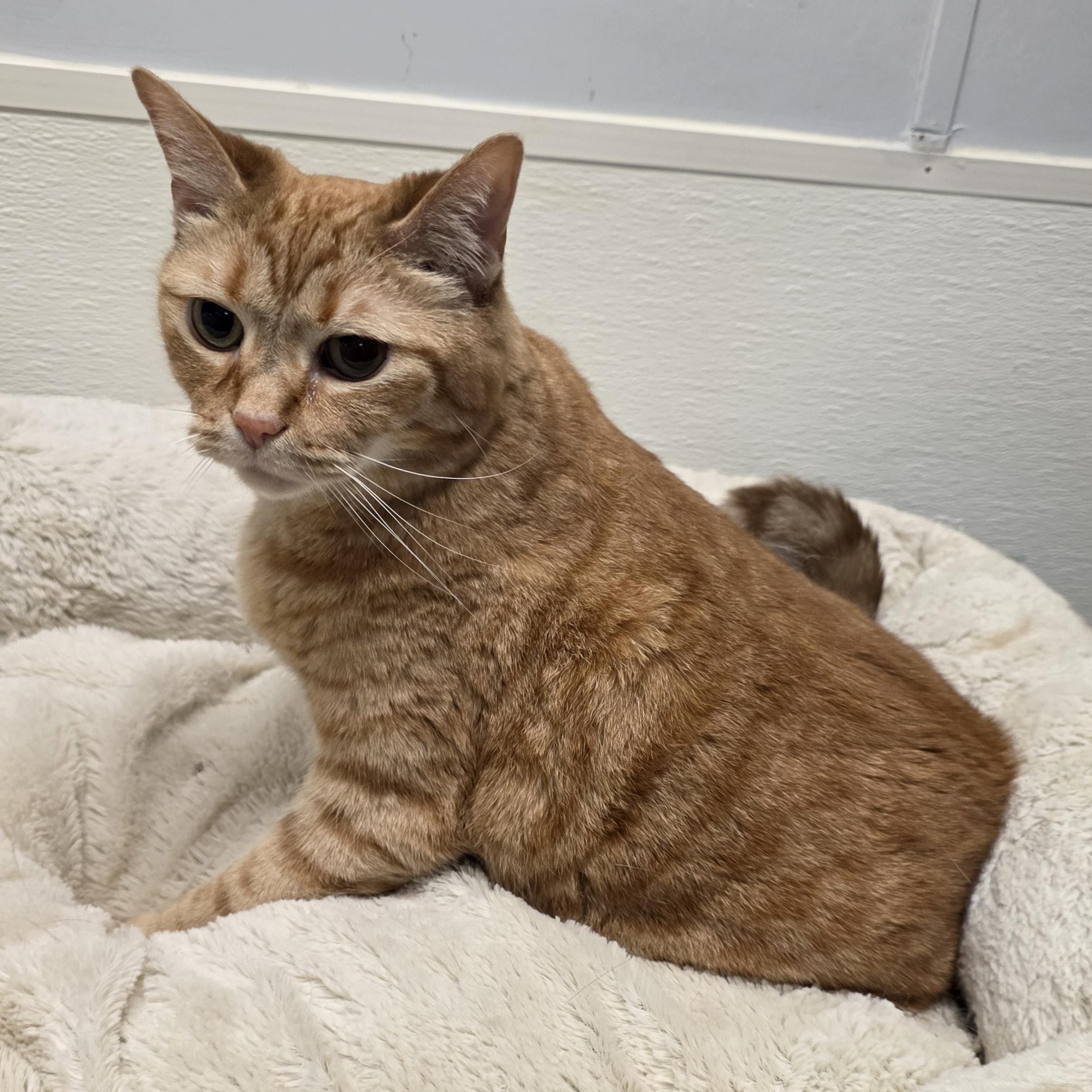 Enlarge Baby, a Adoptable mixed breed in Greensboro, NC image 2/3