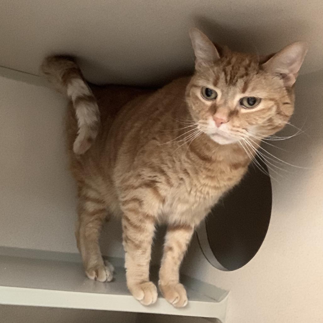 Baby, Adoptable, Adult Female Tabby & Domestic Short Hair.