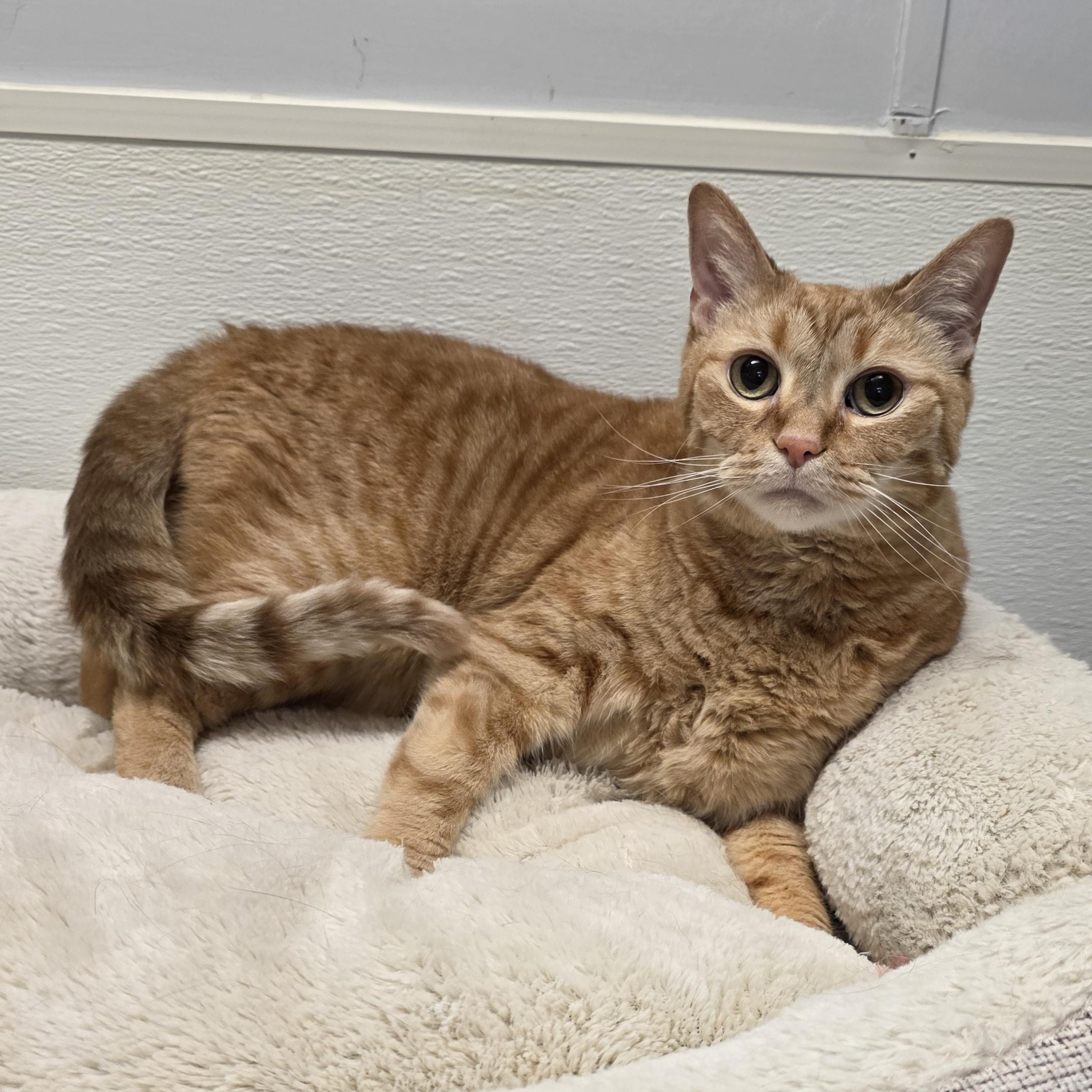 Enlarge Baby, a Adoptable mixed breed in Greensboro, NC image 1/3