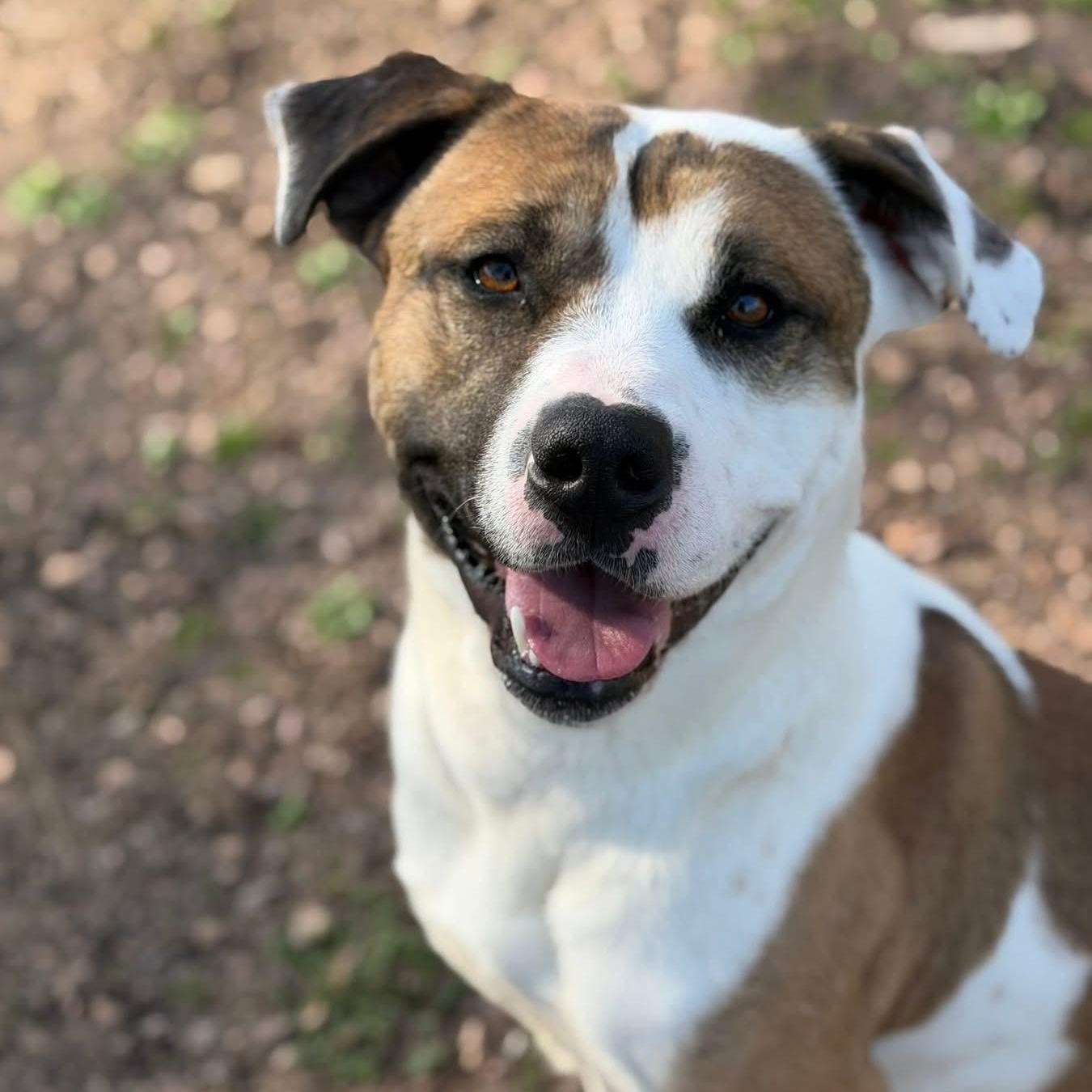 Enlarge Mr. Crabs, a ADOPTABLE mixed breed in Sherman, TX image 1/5