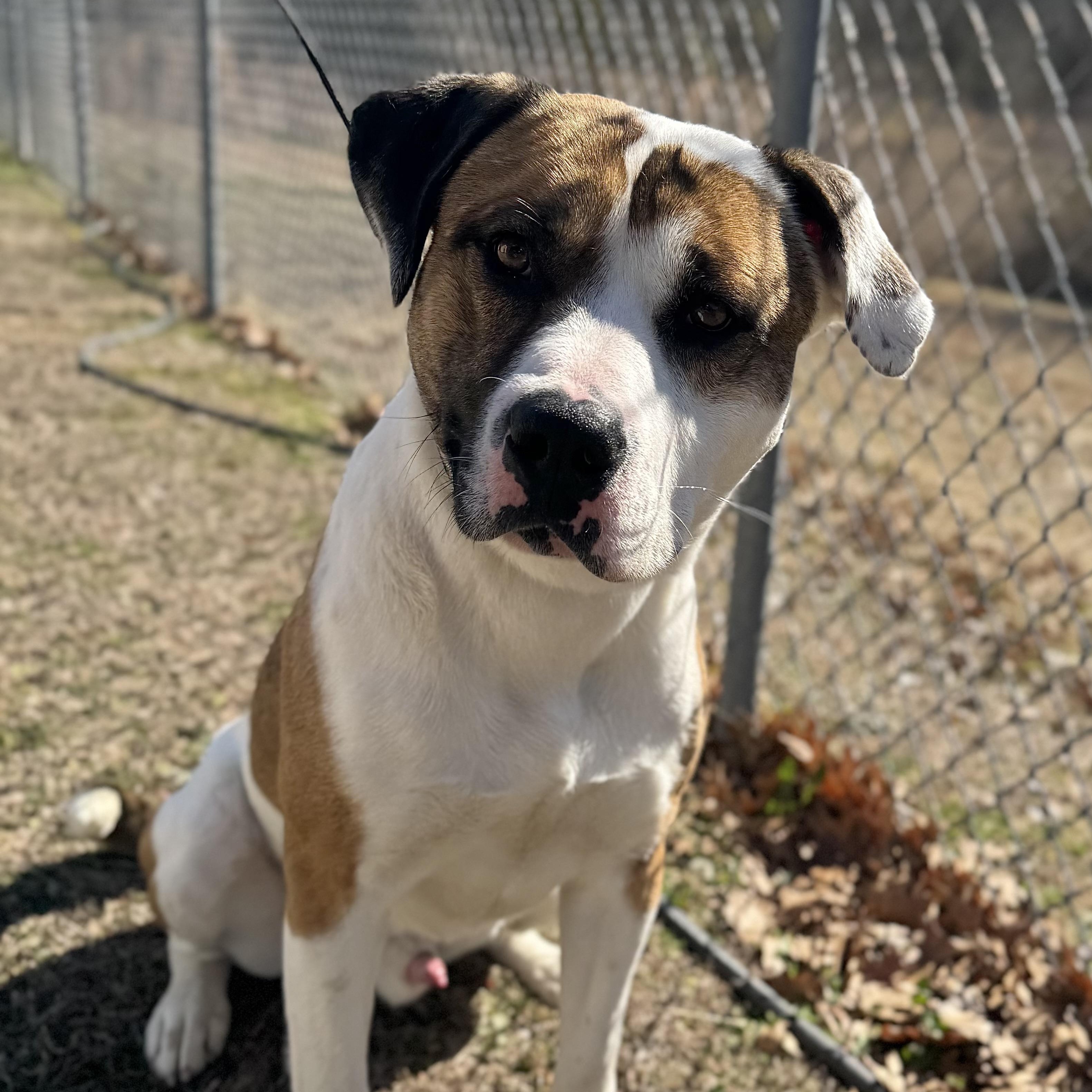 Enlarge Mr. Crabs, a ADOPTABLE mixed breed in Sherman, TX image 2/4
