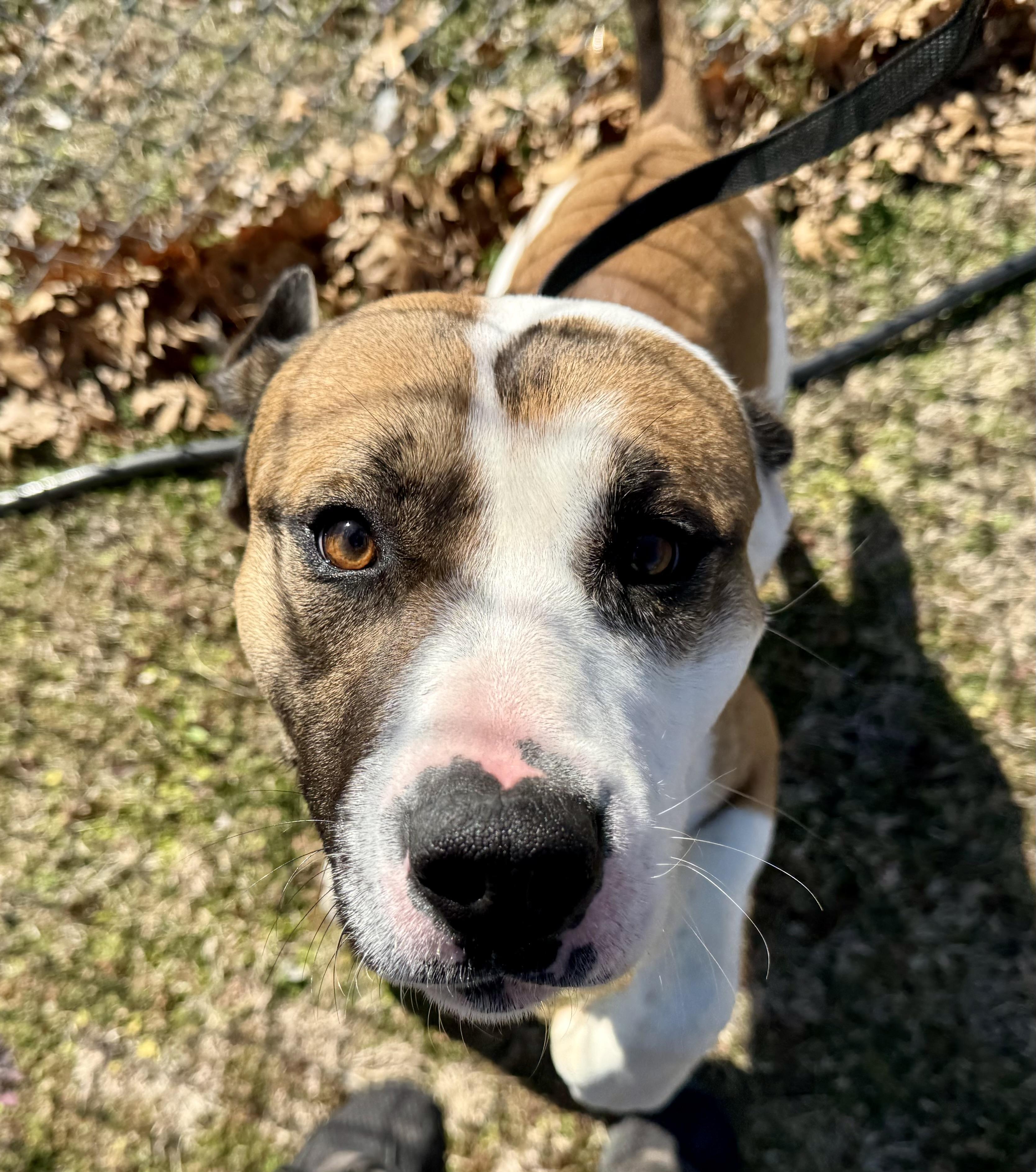 Enlarge Mr. Crabs, a ADOPTABLE mixed breed in Sherman, TX image 3/4