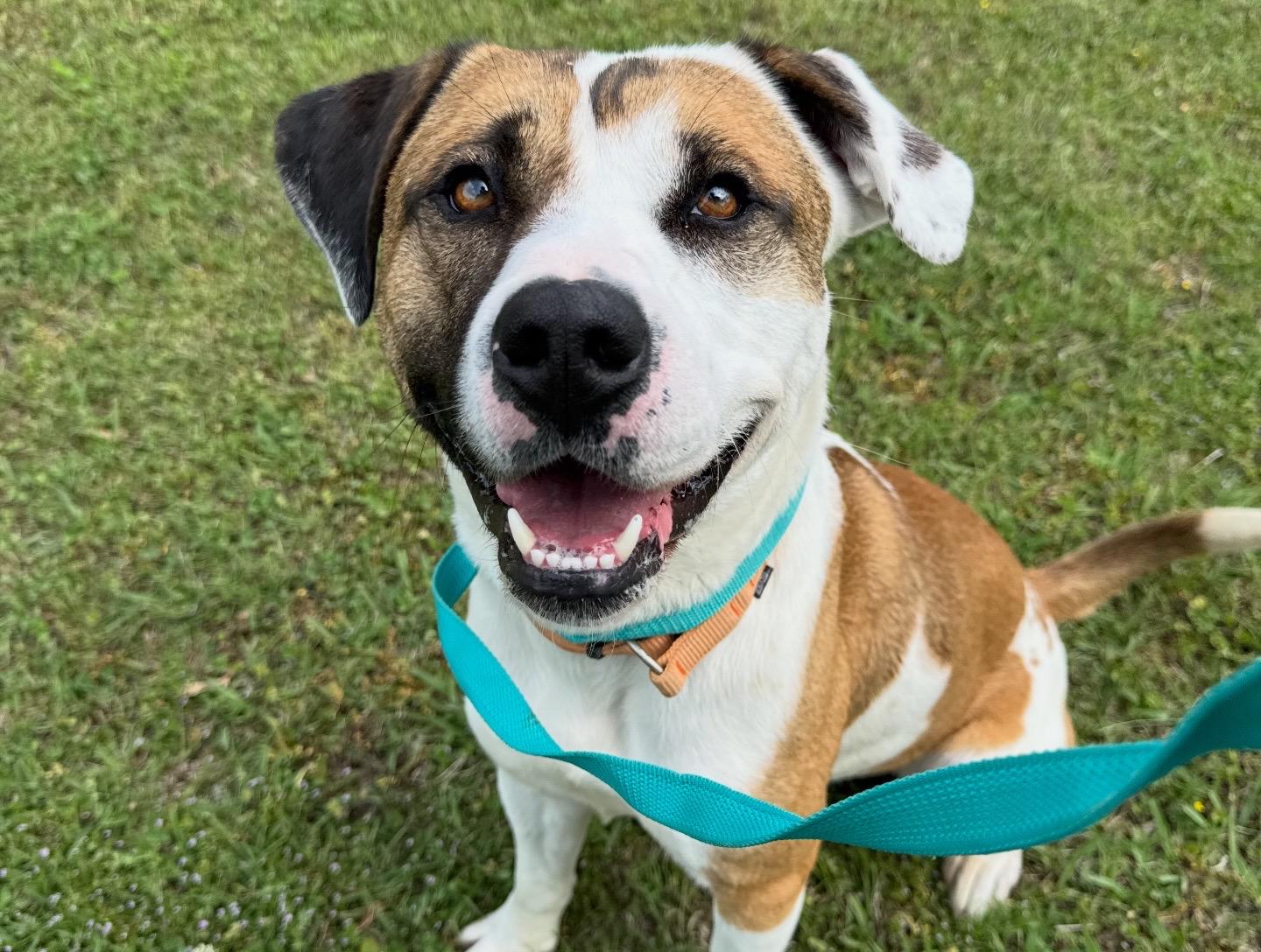 Enlarge Mr. Crabs, a ADOPTABLE mixed breed in Sherman, TX image 4/5