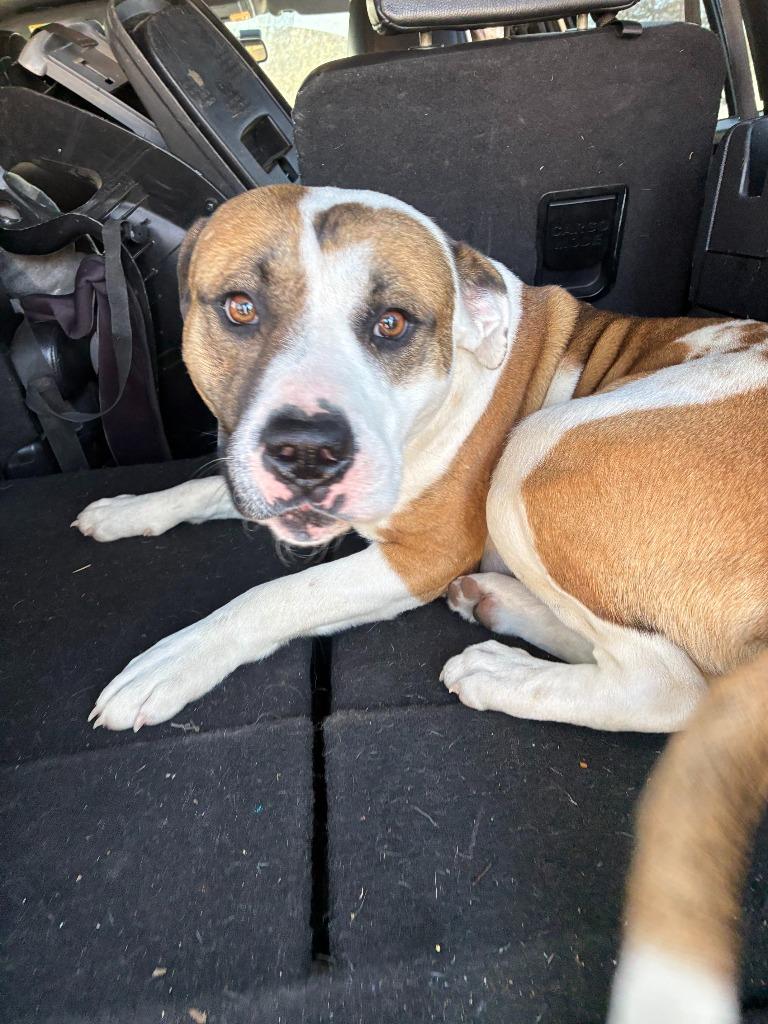 Enlarge Mr. Crabs, a ADOPTABLE mixed breed in Sherman, TX image 4/4