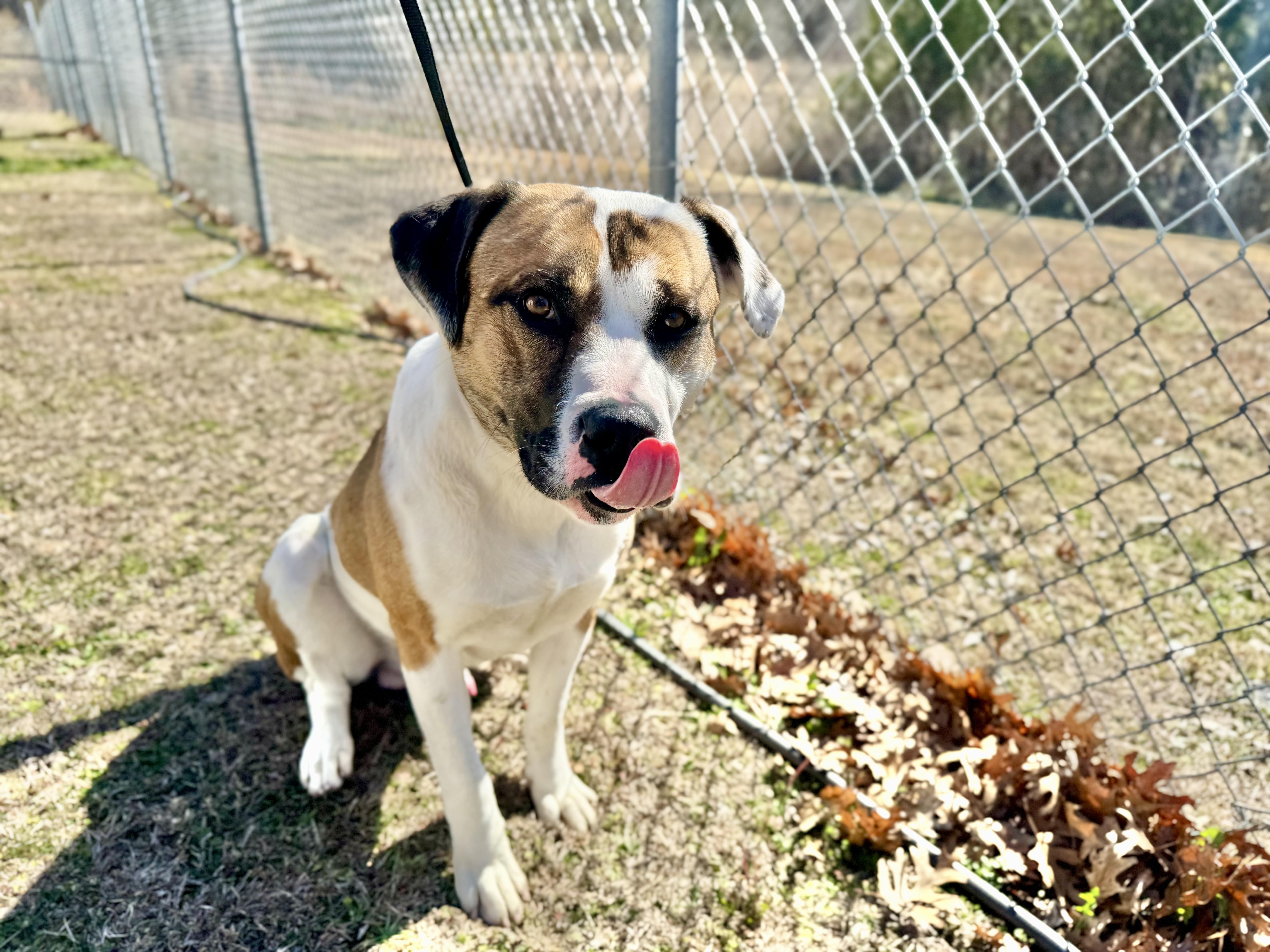 Enlarge Mr. Crabs, a ADOPTABLE mixed breed in Sherman, TX image 1/4
